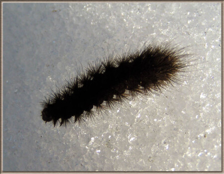 Босиком по снегу