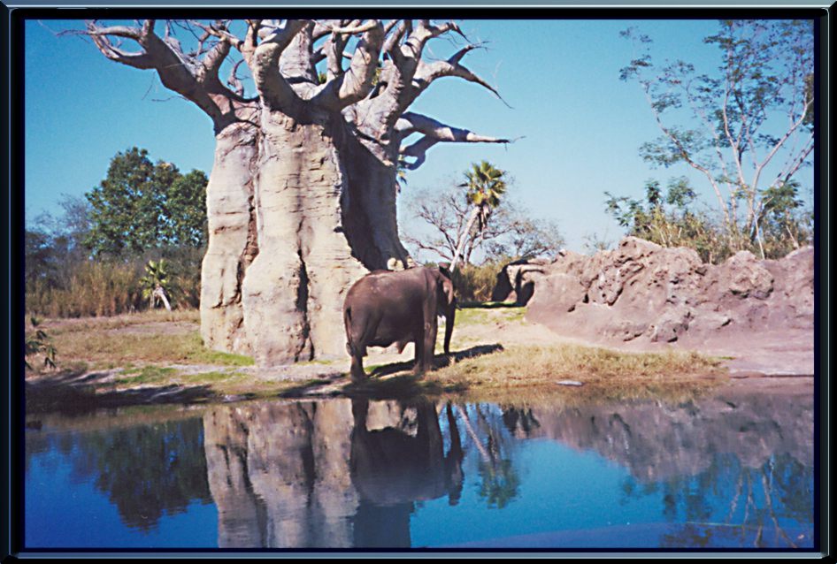 Animals World Florida Отвернулся