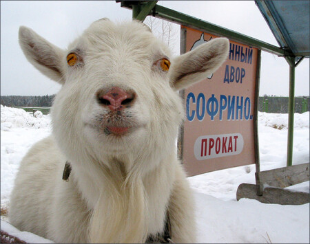 Лошадей всех разобрали. Может, я пригожусь?