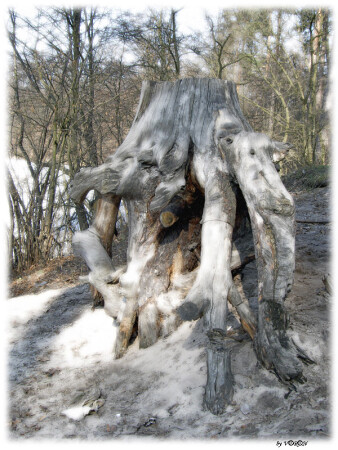 Лесной спрут