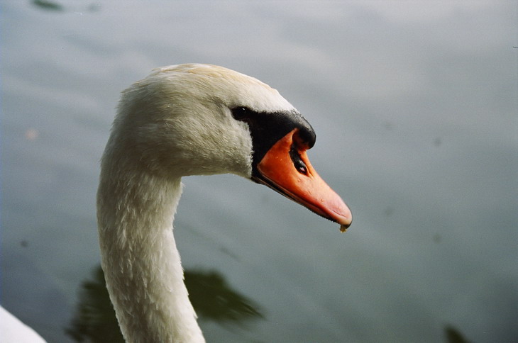 Swanlake