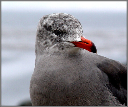 Портрет знакомой чайки