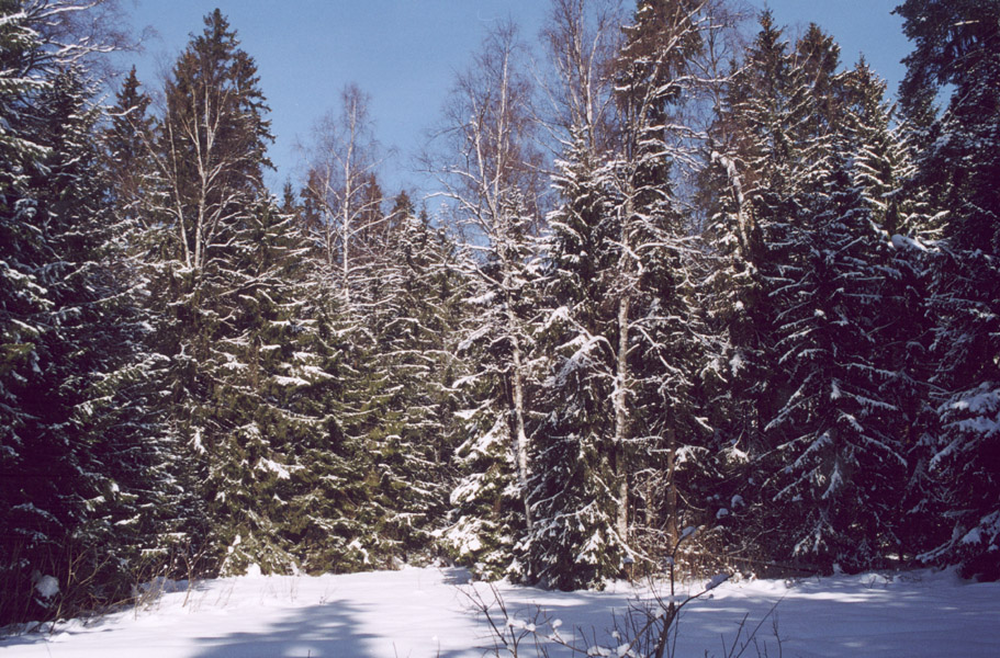 Весенняя зима II