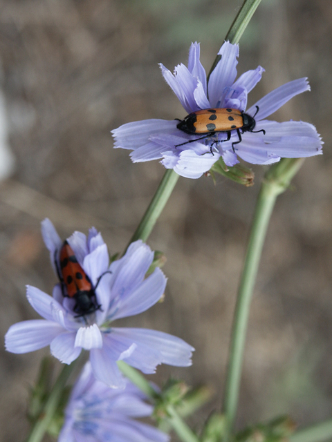 Flower1