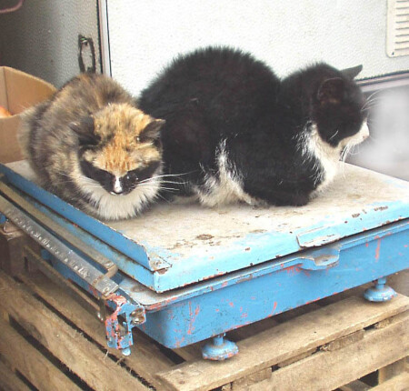 Весеннее: Коты на вес (Подарок Кошечке)