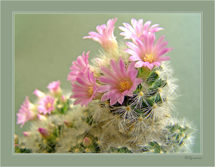 Mammilaria dasiaconta 