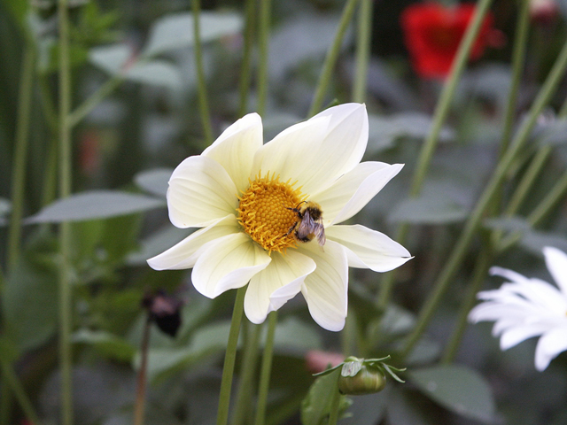 Flower3