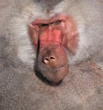 Взгляд примата