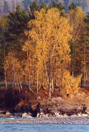 ... в багрец и золото одетые ...