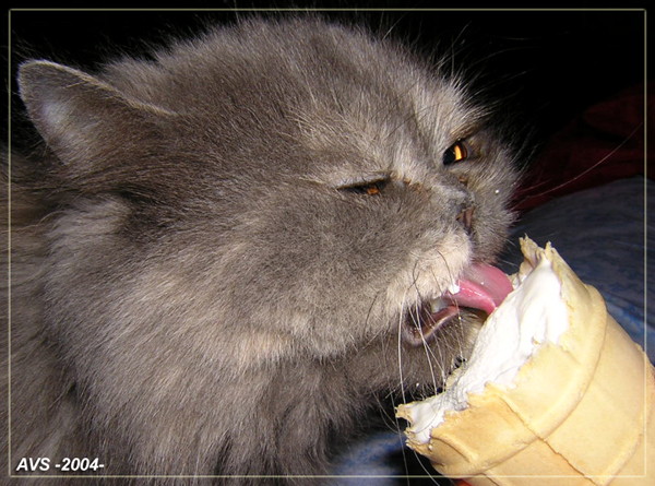 Гадость какая! Whiskas forever!!!