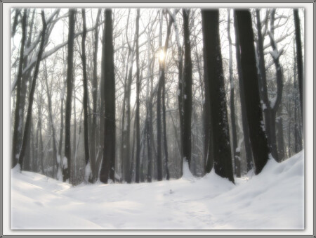 Зимний лес