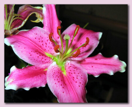 Аленький цветочек