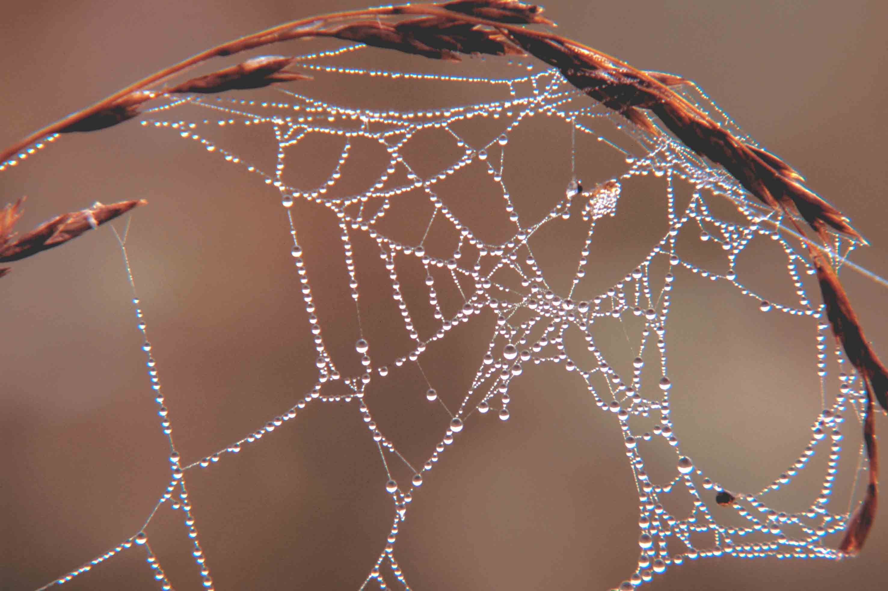 morning web
