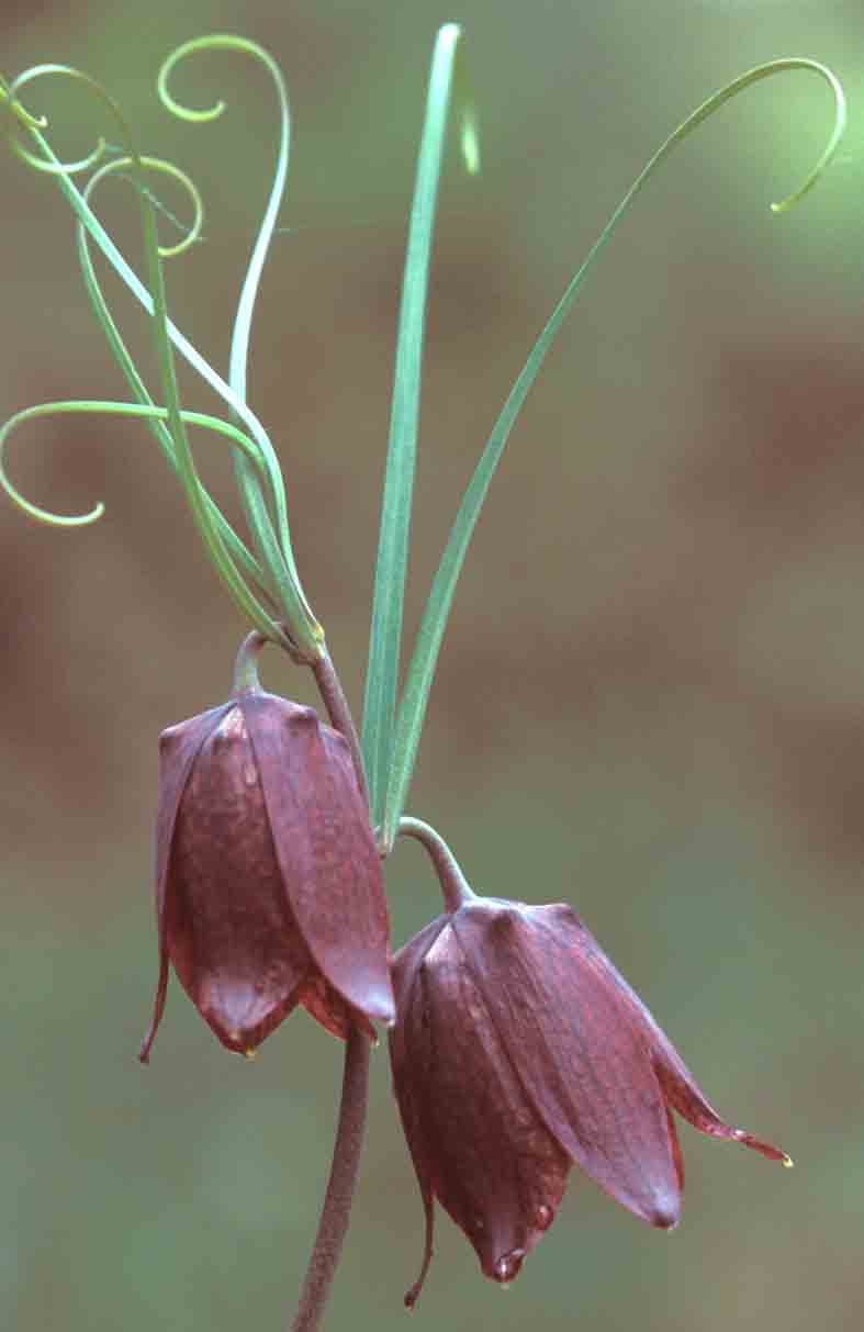Fritillaria ruthentica Wikstr. Рябчик русский