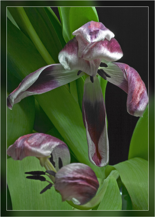 Dying beauty