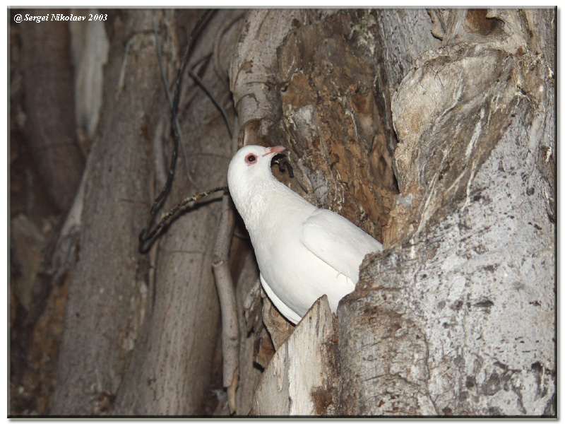 DOVE