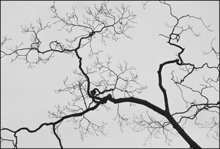 tree growth