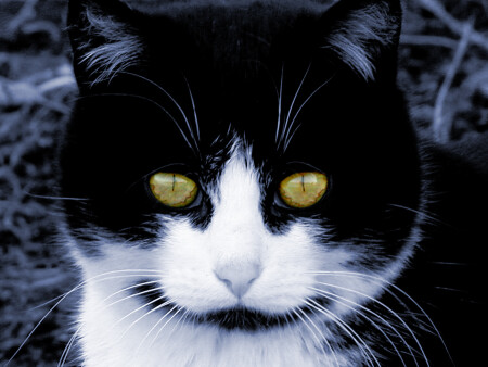 Black cat, yellow eyes