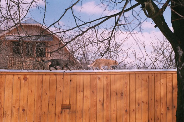 Мартовские кот и кошка