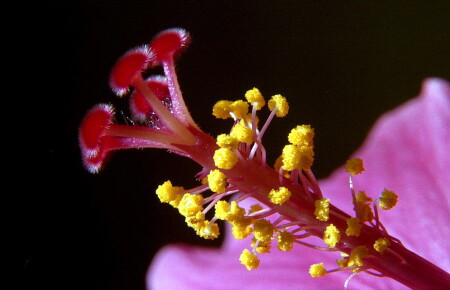 весеннее макро