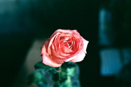 Увядающая красота