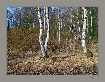 Ранневесенний лес ( 1 )