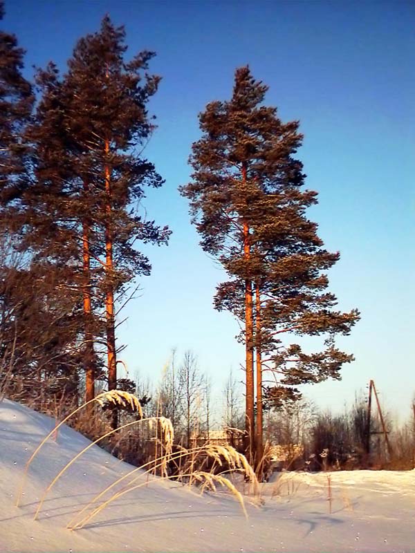 Зимнее утро