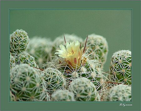 Mammillaria gracilis