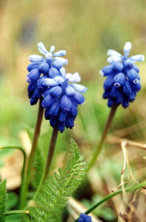 Весение цветы