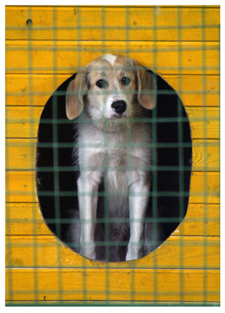 dog*