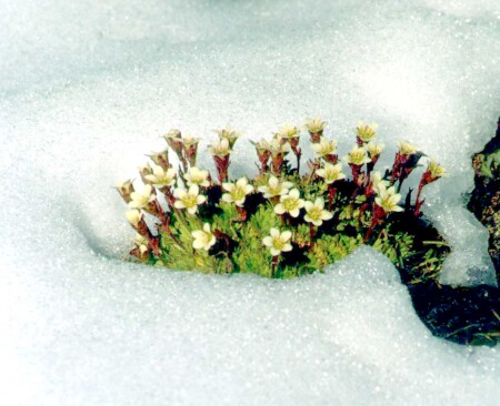 Раннее лето на севере.