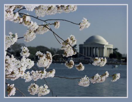 Cherry blossom