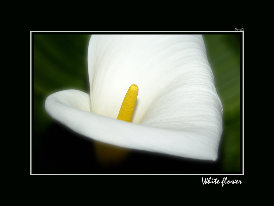 White flower