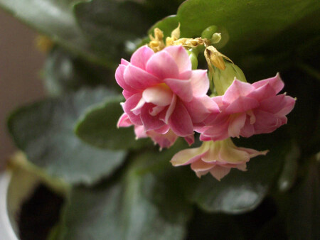 Почти розы :)