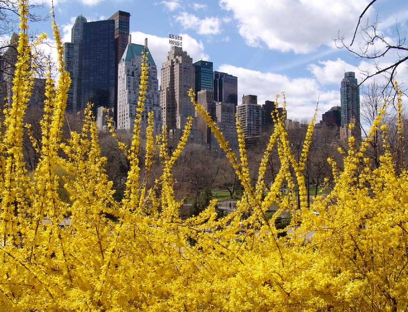 Central Park South