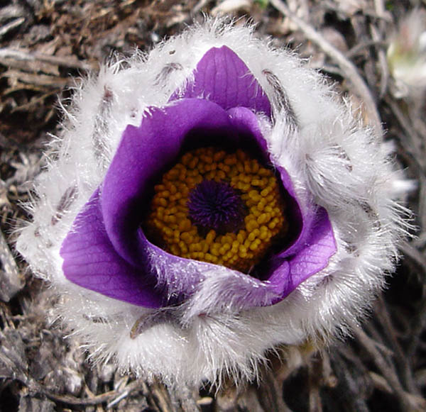 violet flower