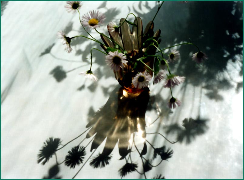 Wild asters