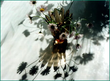 Wild asters
