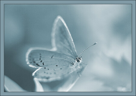 Широко открытыми глазами...