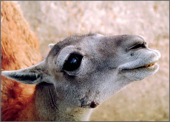 zoo