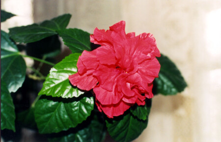 Не выходя из дома...