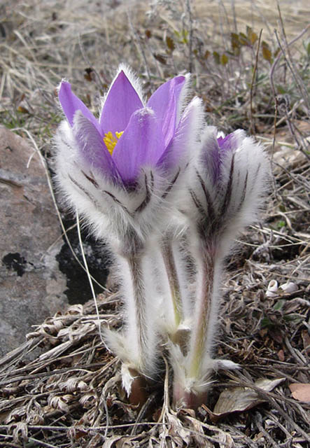 violet flower II