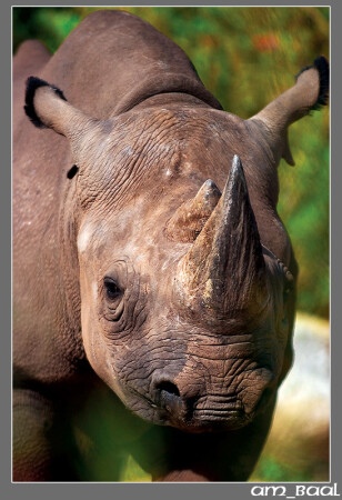 Rhino