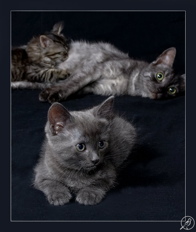 Тренируюсь на кошках-2 &quot;Кошки в черном&quot;