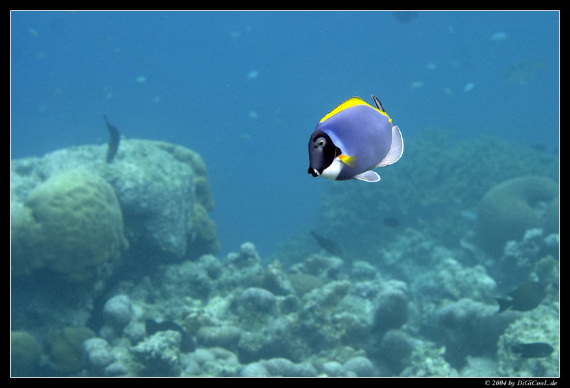 Acanthurus leucosternon 