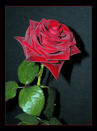 = Red Rose =