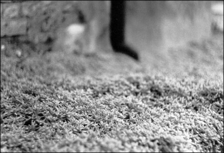 труба стоит, трава спит