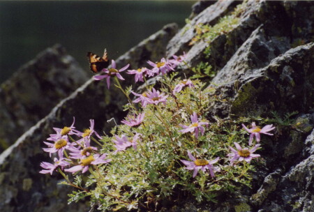 Ах как жаль, что нет крапивы.....