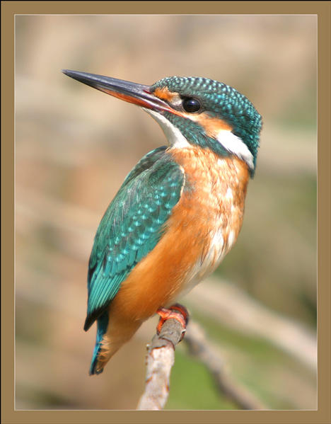 &quot;&quot;&quot; Обыкновенный зимородок , Kingfisher , Alcedo atthis &quot;&quot;&quot;