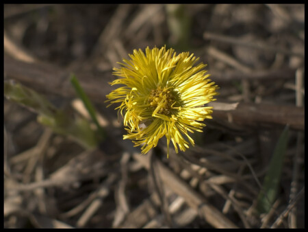 мать-и-мачеха